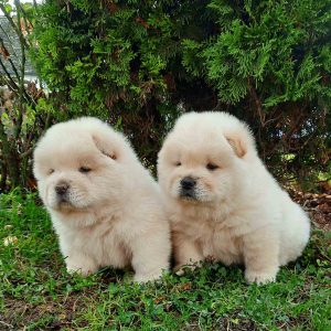 Chow Chow cau cau