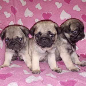 MOPS stenad