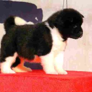 Americka akita stenci