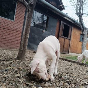Dogo argentino štenci