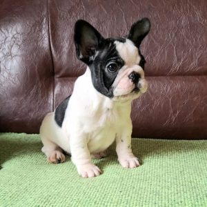 Francuski Buldog stenci