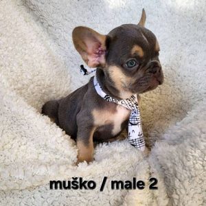 Francuski buldog egzotik štenci