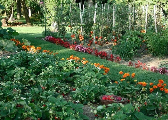 OrganicNet