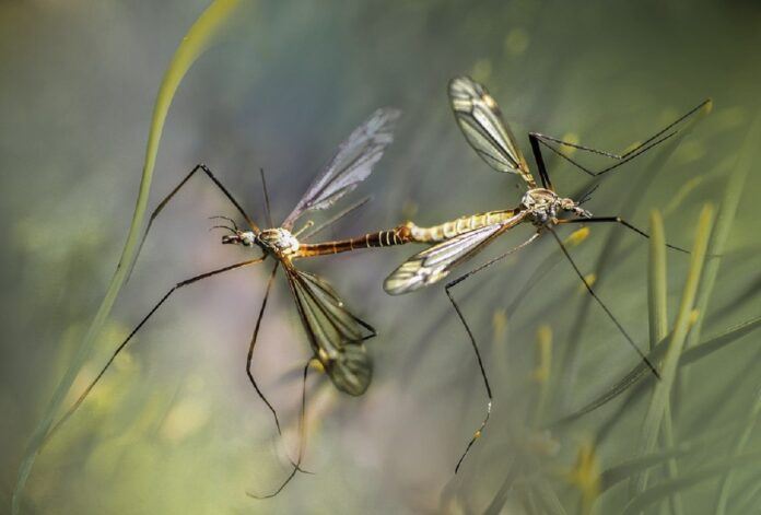 Foto Pixabay - Ilustracija komarci