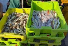 Објављени јавни позиви за подршку сектору аквакултуре